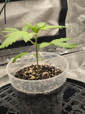 First grow — seedling_rooting, day 18