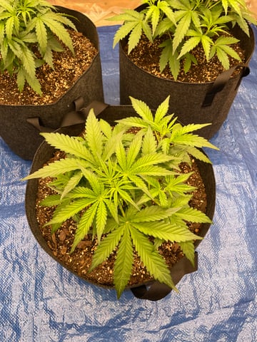 Banana Kush Auto Seed Supreme