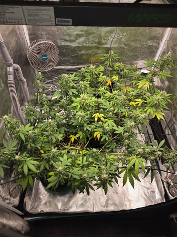 3rd Grow 3x3 tent — flower, day 58