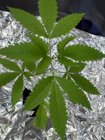 My Devine Conscious  — vegetative, day 33