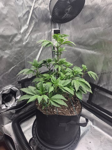 First Grow — vegetative, day 16