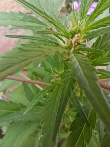 White Widow/Gorilla Glue — vegetative, day 46