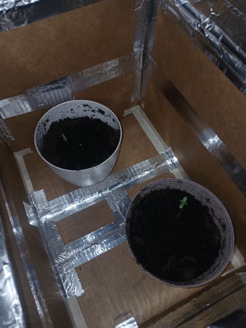 veve — vegetative, day 6