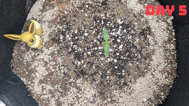 Strawberry Cheesecake Seedsman Seeds Autoflowers x2 — seedling_rooting, day 8