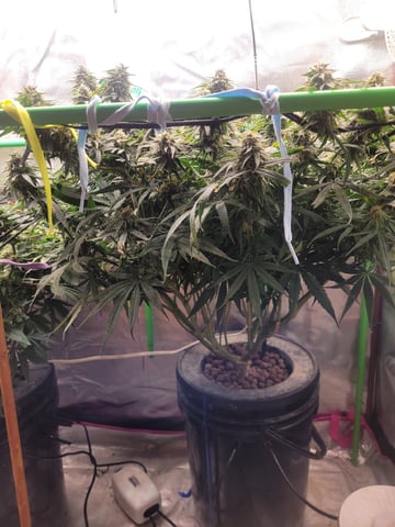 6th Grow — flower, day 78