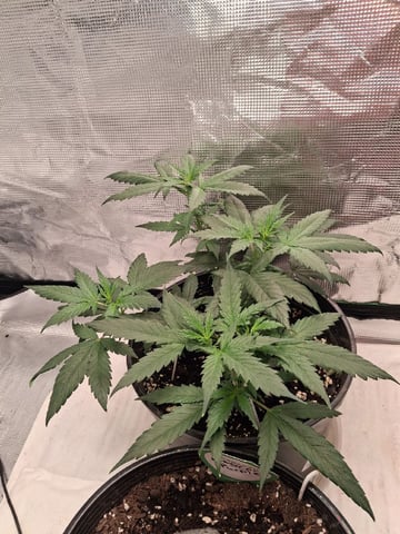 Apple Fritter — vegetative, day 41