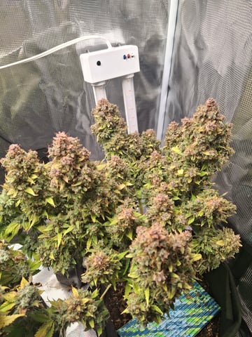 SoFloBudz — flower, day 114