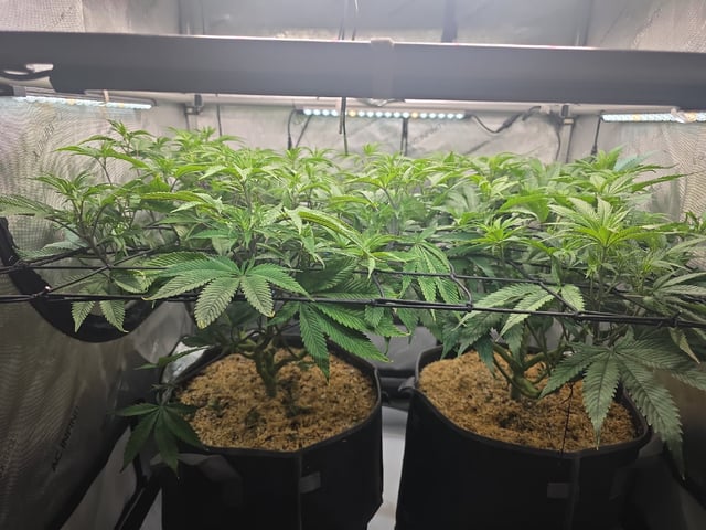 Strawberry Sugar  — flower, day 66