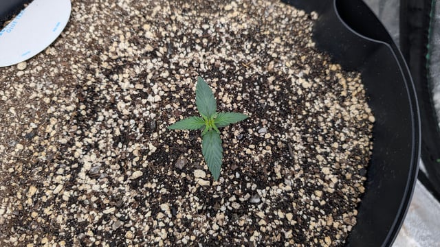 Mixed Grow — grow_setup, day 23