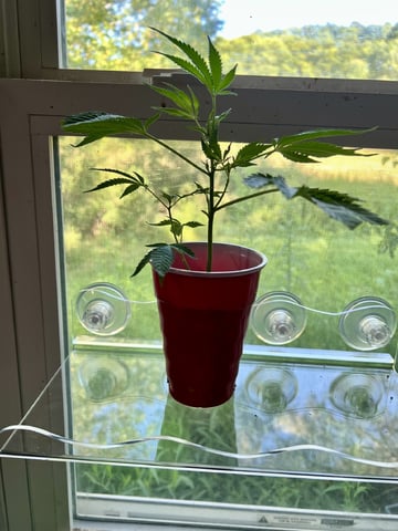 White Widow Auto — vegetative, day 22