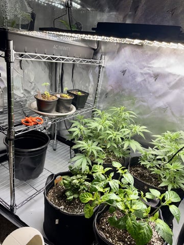 Gas Man #1 — vegetative, day 59