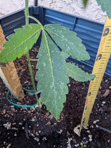 Galicane Fem — vegetative, day 35