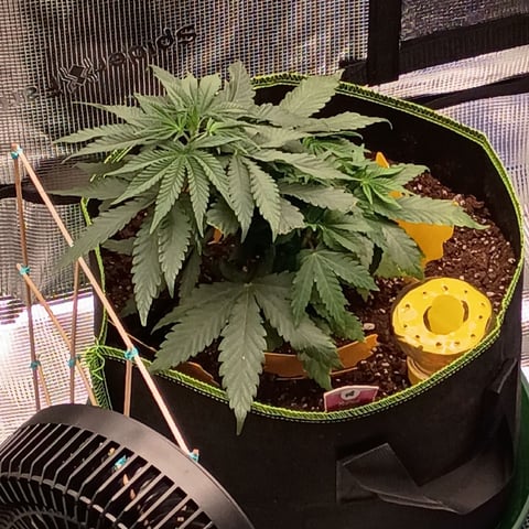 TentPlantLightFan — vegetative, day 38