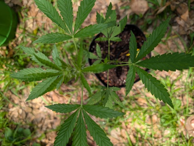 Country Boy — flower, day 30