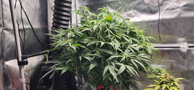 El Chemi Kiwi autoflower  — flower, day 51