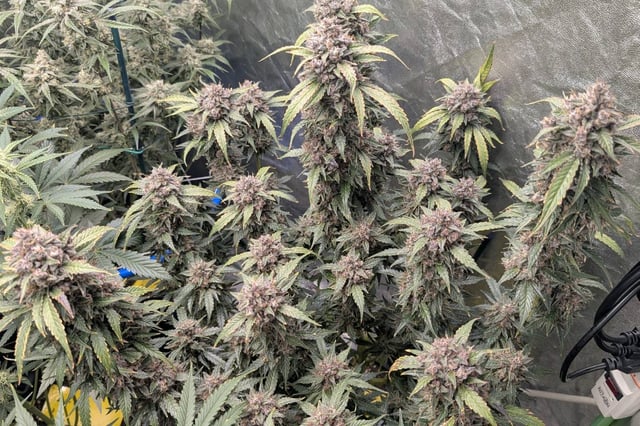 Mixed Grow — flower, day 89