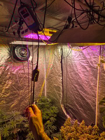 fruitstripe-x-breathworks VS Tropical cherry vs kush cake. vs og haze — flower, day 58