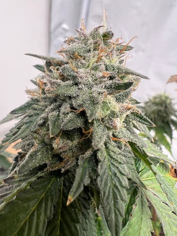 Indoor Grow  — flower, day 96