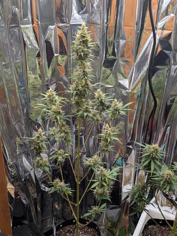 Zkittlez (Auto) — flower, day 102