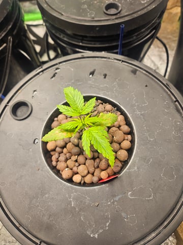 dwc 10/2025 — vegetative, day 14