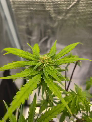 1st Grow — flower, day 68