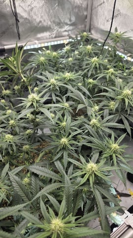 lilac diesel Rbx2 — flower, day 81