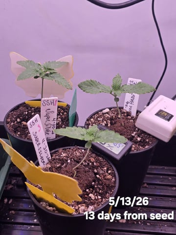 Super Silver Haze Fem Photo — vegetative, day 19