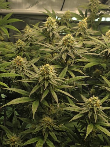 Strawberry Sugar  — flower, day 98