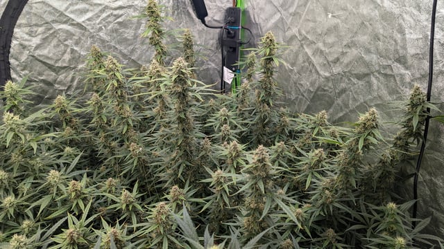 Strawberry Cheesecake Seedsman Seeds Autoflowers x2 — flower, day 74