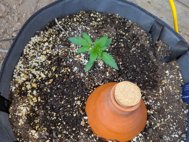 October Start — vegetative, day 25