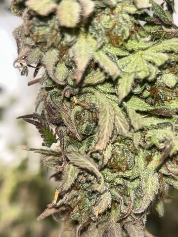 zunami s1 grounded genetics  — harvest, day 90