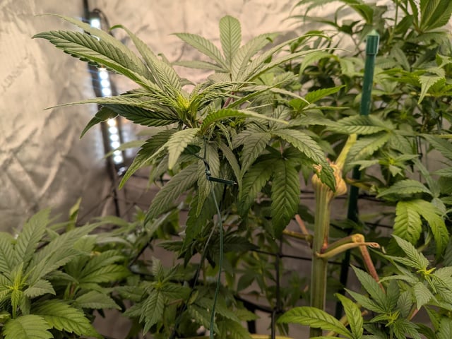 White Widow? — flower, day 26