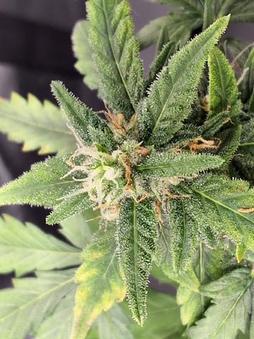 STELLA — flower, day 87