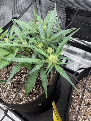 Gorilla Cookies — 1st Grow — flower, day 54