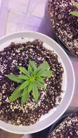 Amnesia Haze Run — vegetative, day 10