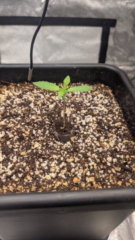 Lemon Cherry Gelato Auto — vegetative, day 11
