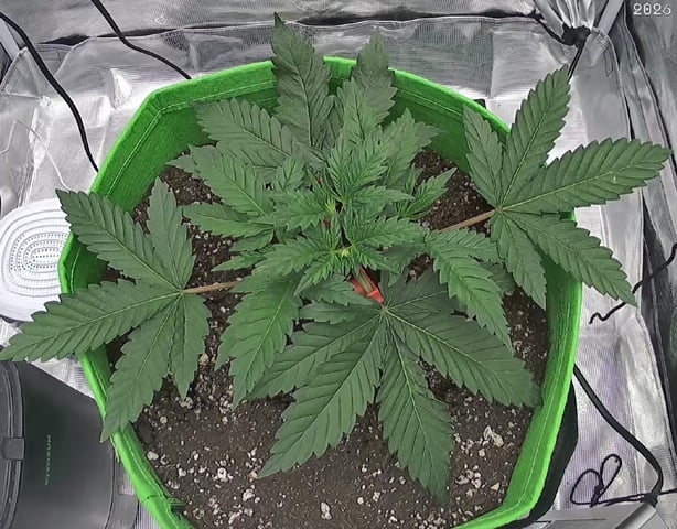 FastBuds Photo-Lemon Mandarin  — vegetative, day 31