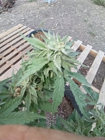 first 4 — flower, day 71