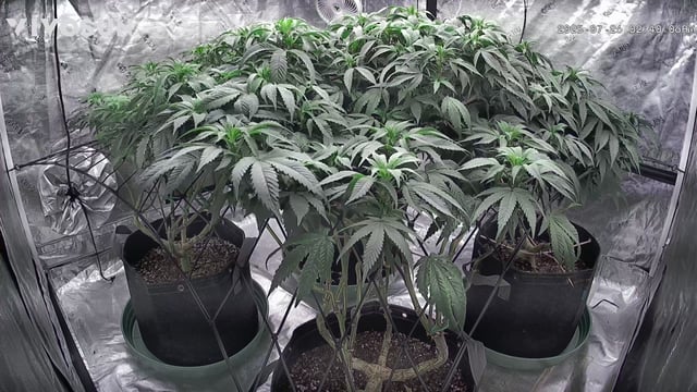 outdoor start/indoor 2025 — vegetative, day 129