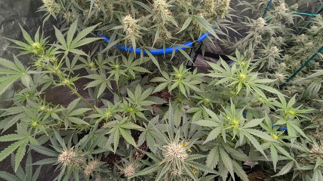 Mixed Grow — flower, day 74