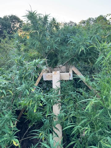 First grow — flower, day 53