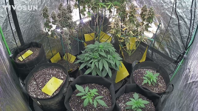 Mixed Grow — flower, day 127