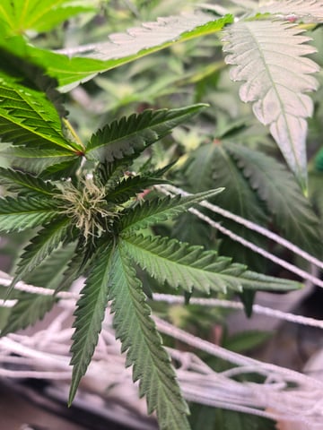 Looking for advice! — flower, day 63