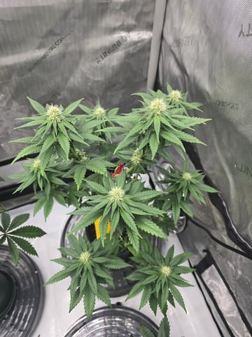 Homegrown - 🍒 🥧 & GSC Auto, 🚀 Seeds 🍌 Buttercups  — flower, day 54