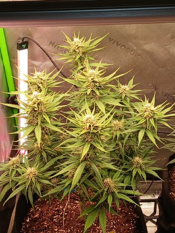 Lsd25, Dosido,GDP All Autos. — grow_setup, day 45