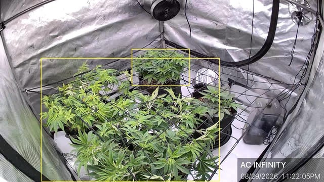 Gas Man #1 — vegetative, day 58