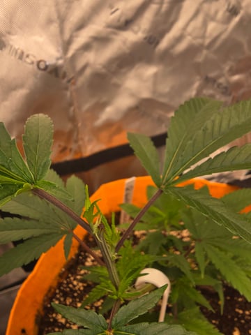 MOTHER ROOM — vegetative, day 9