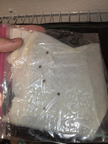 My first batch of medication — germination, day 5