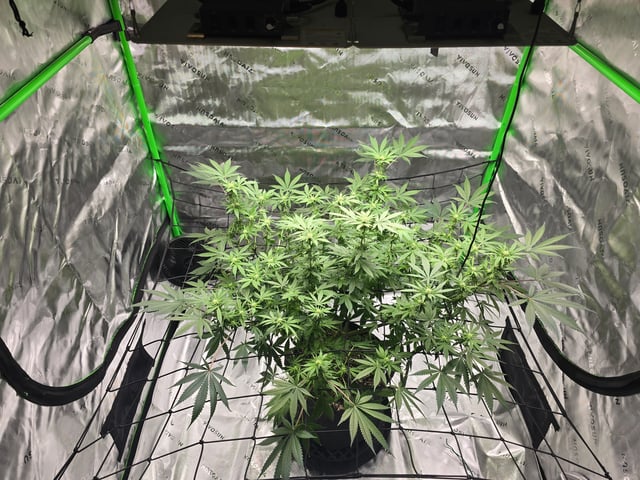 First grow — flower, day 71