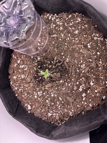 My First Grow — germination, day 5